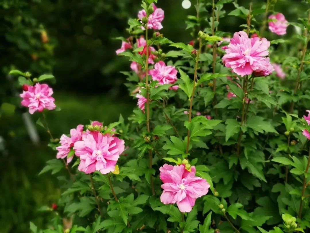 炎炎夏日 英英木槿 上植夏展 佳荷美槿