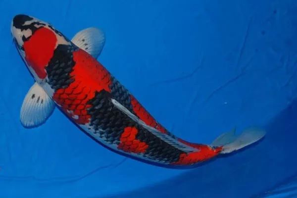 每天认识一种鱼(670)丨五色锦鲤:身上有白红黑