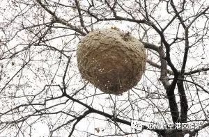 1天发生两起!十堰这种虫子最近正大量出没!千万注意 yg电子娱乐