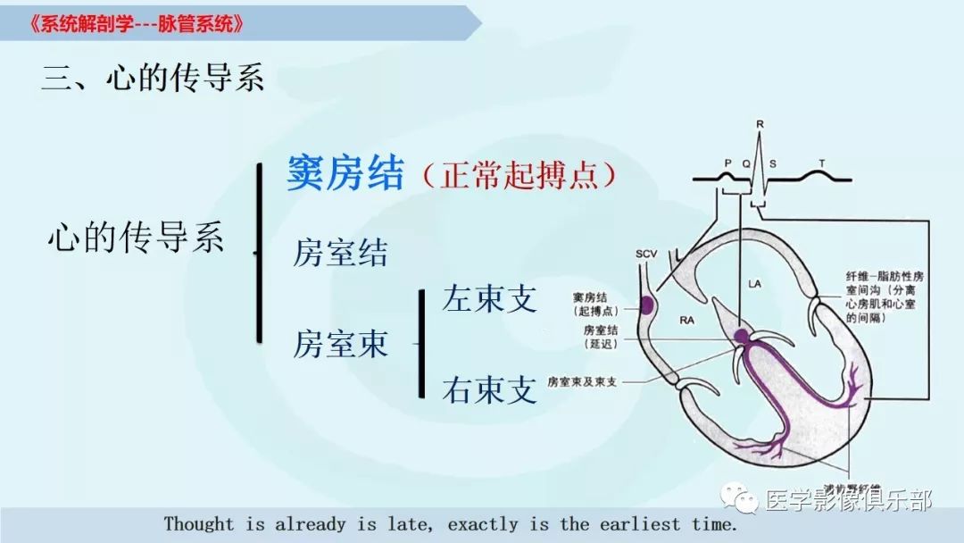 【推荐】脉管系统的解剖知识