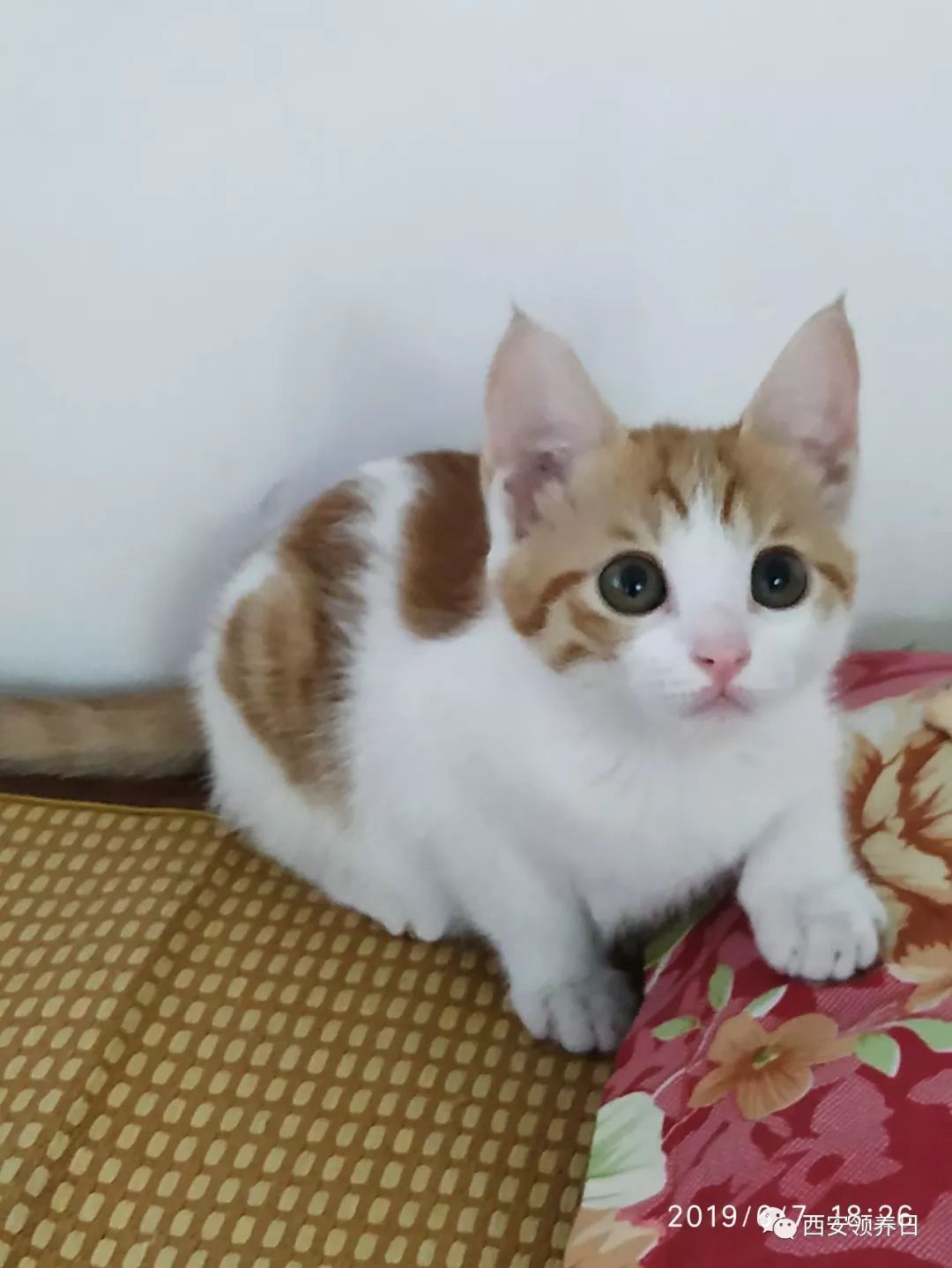 线上领养 | 啦啦啦啦啦啦啦我是一只小废喵~