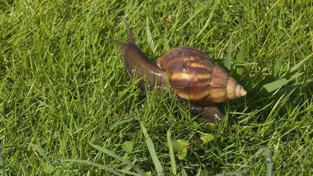 蜗牛吃什么的照片 d38fd8f9335e4734a653403dcf4cacff.jpeg