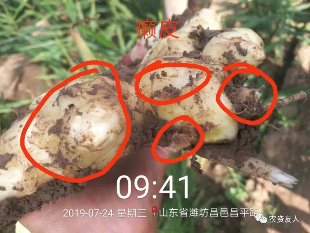 大姜近期黄叶癞皮花皮问题比较多