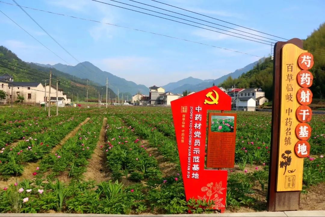 夏中,吴峰等中药材农业主阵地,积极开展党建中药材示范基地建设,做好