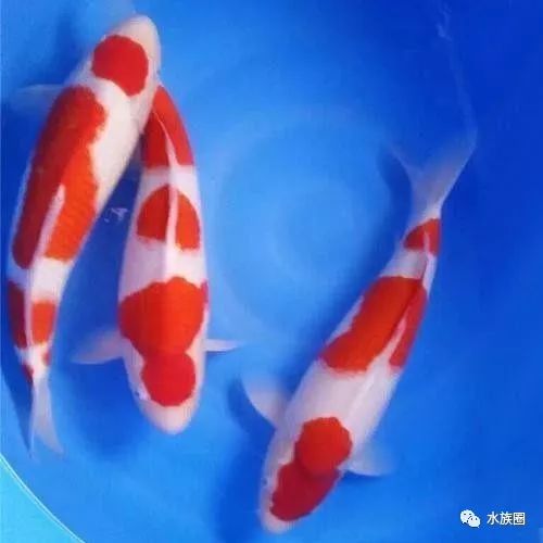 鉴赏干货：红白锦鲤的鉴赏标准及详细解释！ |【水族圈低调分享】_搜狐网