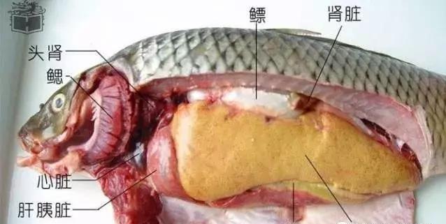 (2)雌性生殖系统