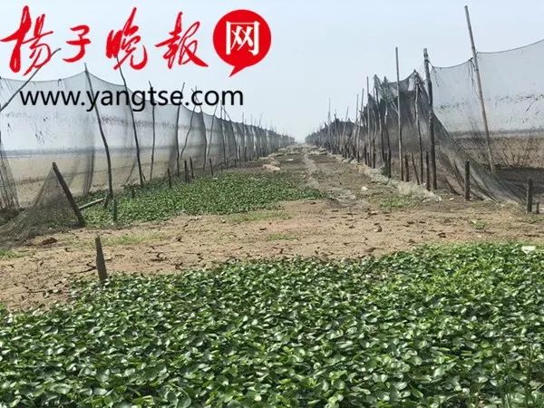 洪泽湖大旱,已接近死水位,鱼虾曝于野,贝壳随处见,有的养殖户会绝收 fg电子平台