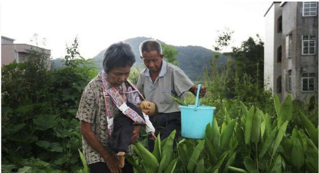                     孩子出生后患病，得知还要花50万，奶奶将其抱回家每天挖草药治疗