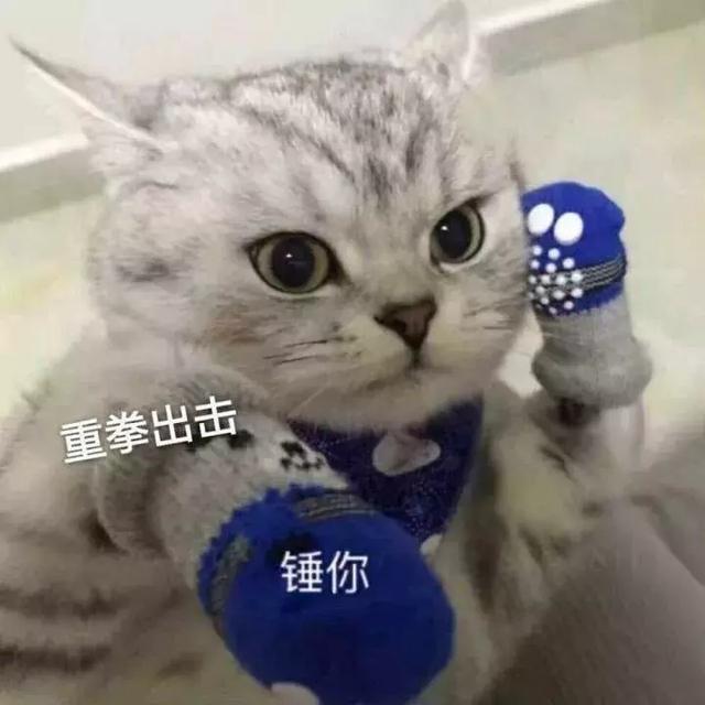 猫咪斗图表情包合集看我这六块腹肌就知道你打不过我