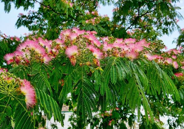 合欢花又叫苦情花?