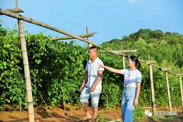 霸屏央视!武平黄金果-百香果中最香甜!微信订购