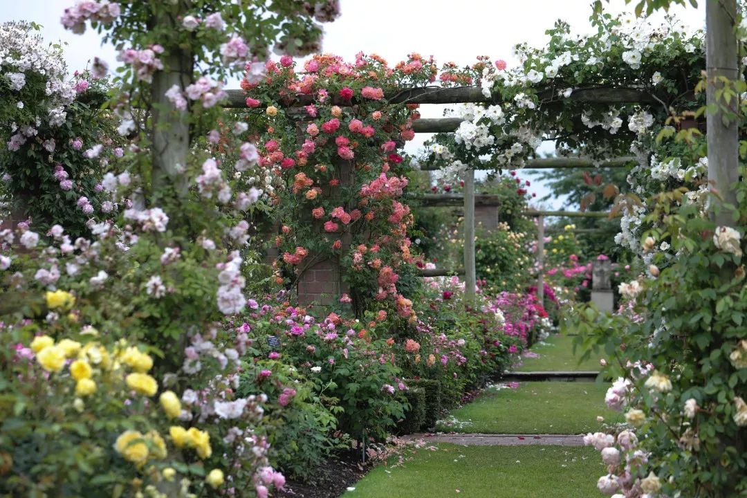 海妈花园访问 | 2019英国奥斯汀玫瑰园朝圣之旅