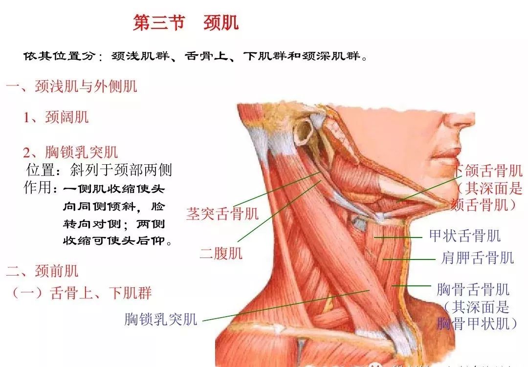 运动解剖学肌肉图文