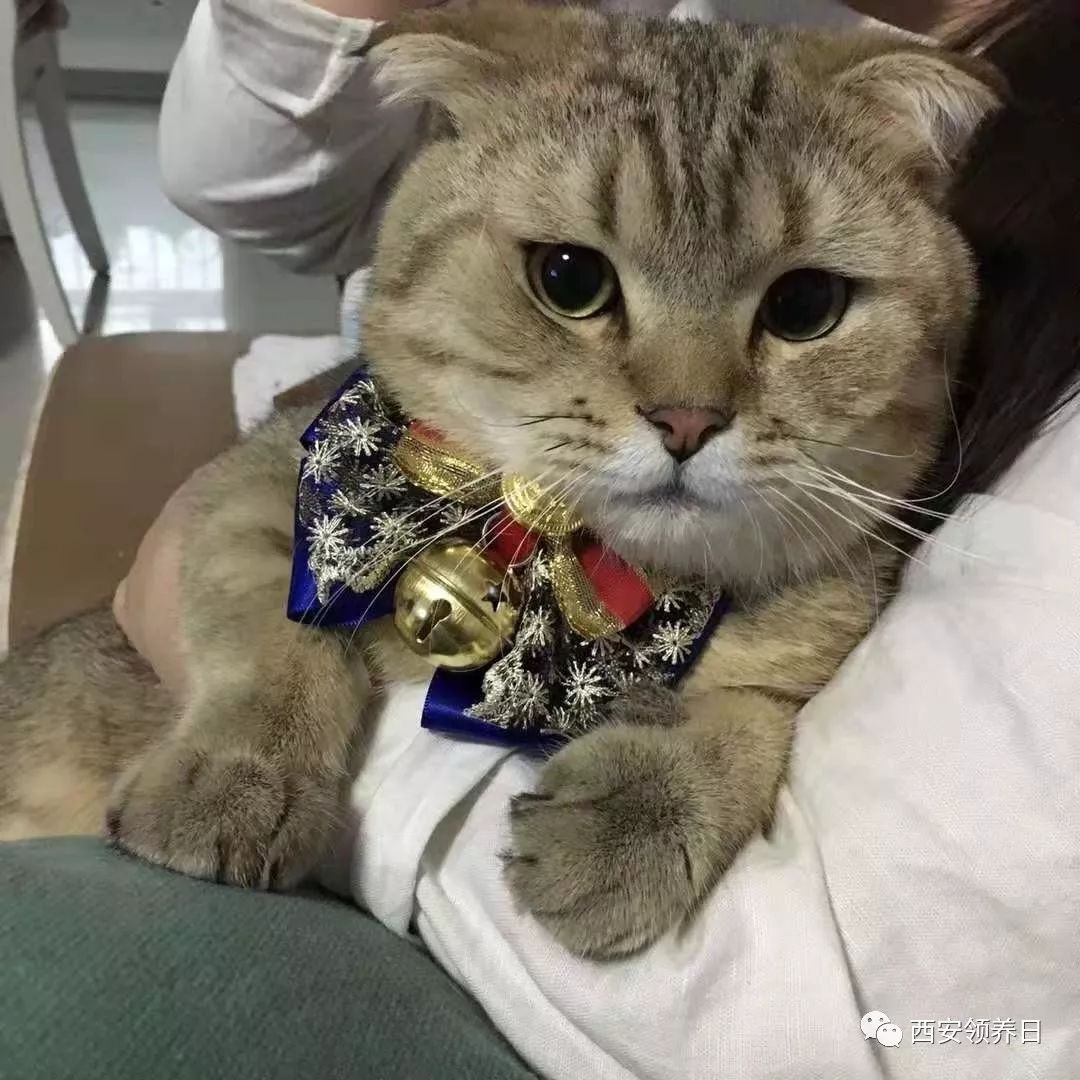 线上领养 | 啦啦啦啦啦啦啦我是一只小废喵~