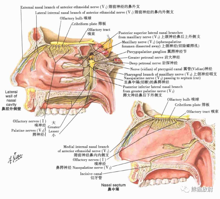 解剖丨鼻,鼻腔,鼻窦