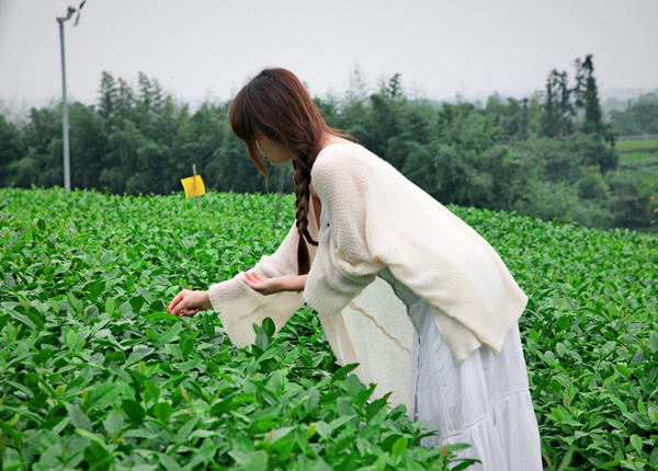 原创在中国最大的茶园遇见一位年轻貌美的茶姑