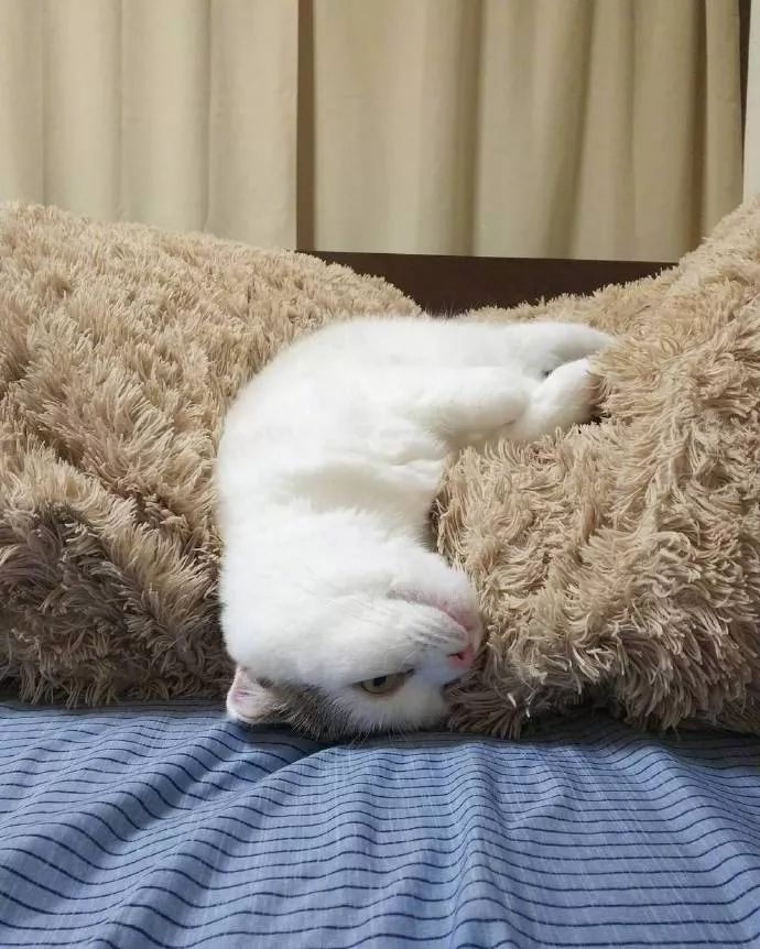 线上领养 | 啦啦啦啦啦啦啦我是一只小废喵~