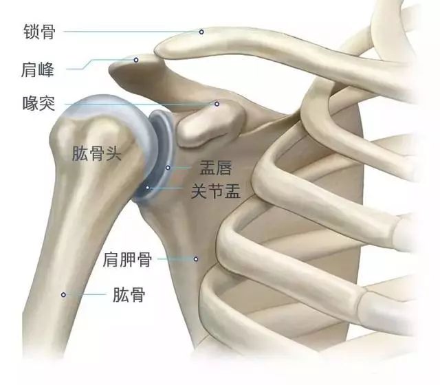 因为在锁骨的后面和斜方肌上束的前下这个位置,是颈椎这个位置发射出