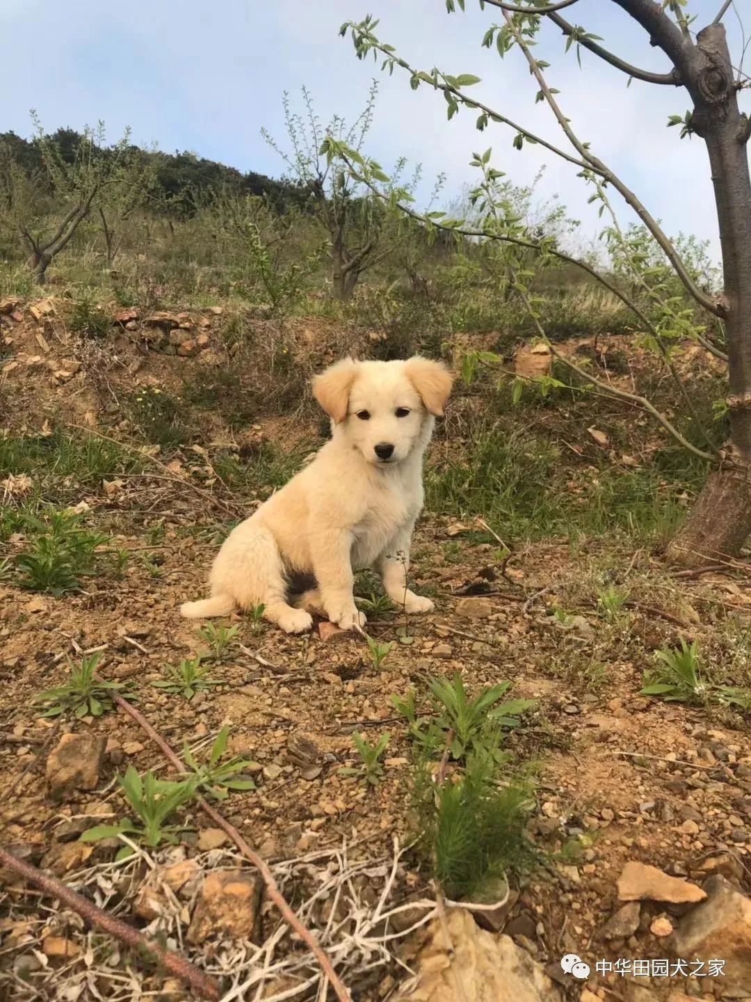 其实田园犬也可以很好看,而且更具特点!