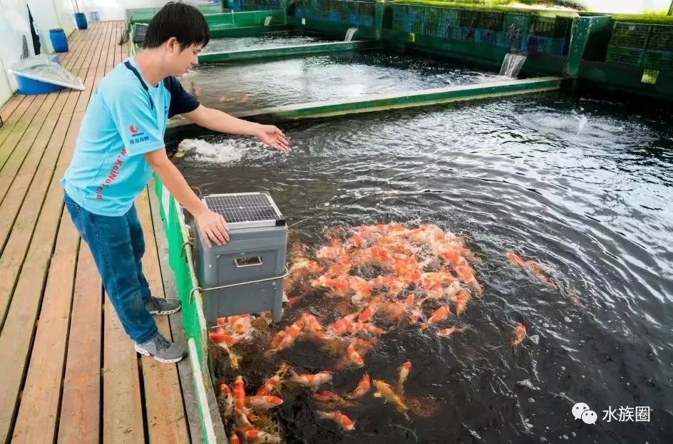 锦鲤,从孵化到成长全过程