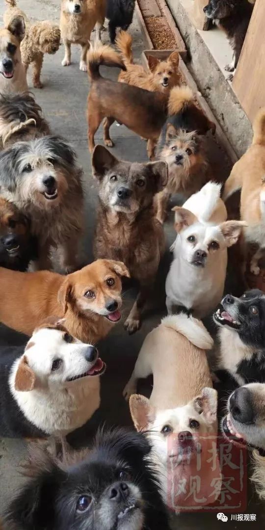 狗狗怎么做绝育 2be2d35486af42a6b6c39bb1143d8977.jpeg