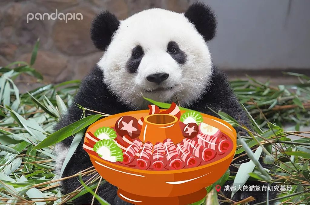 假如熊猫也吃火锅