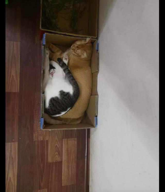 奶牛貓和橘貓爭盒子，都被擠成貓餅了，橘貓：大橘為重不知道嗎？ 寵物 第2張