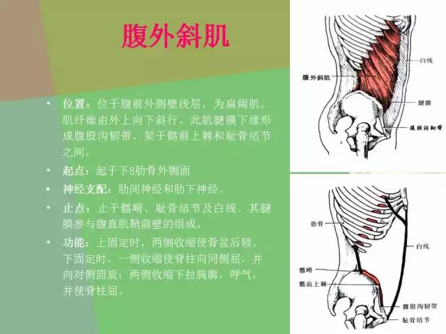 骨盆的功能解剖:骨盆关节的骨头结构