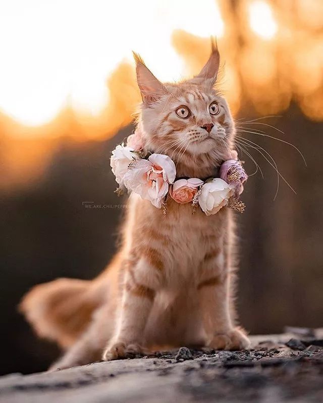 maple是一只金色的英国短毛猫,戴着紫色的花冠,看上去精神抖擞,像不像