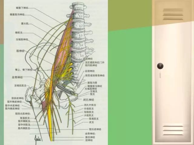 骨盆的功能解剖骨盆关节的骨头结构