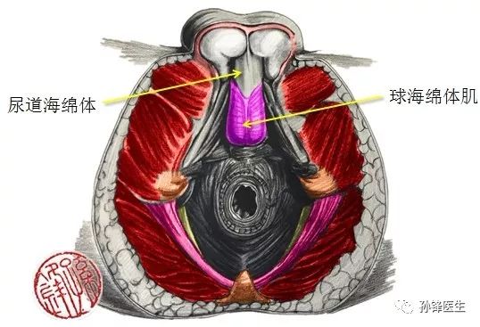 位于睾丸背侧的重要解剖结构有 尿道海绵体和 球海绵体肌,如下图(14)