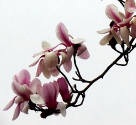 这生肖生来注定不平凡,婚后旺夫旺事业,一生大富大贵,生活富裕 澳门银河娱乐官方网址