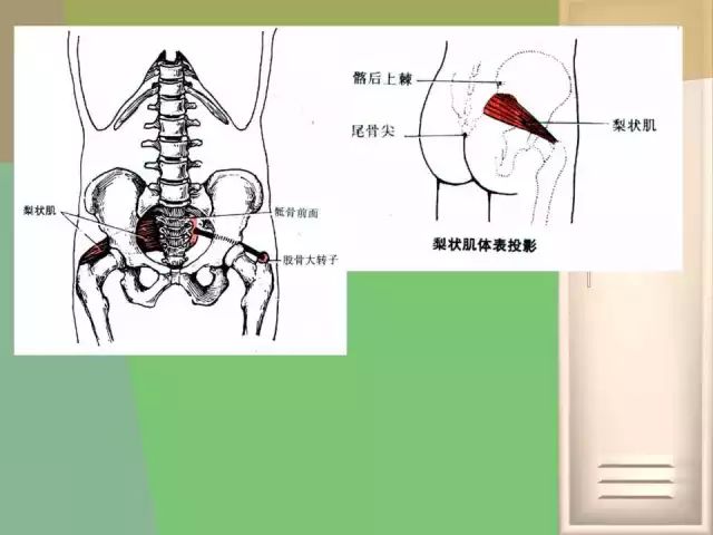 骨盆的功能解剖:骨盆关节的骨头结构