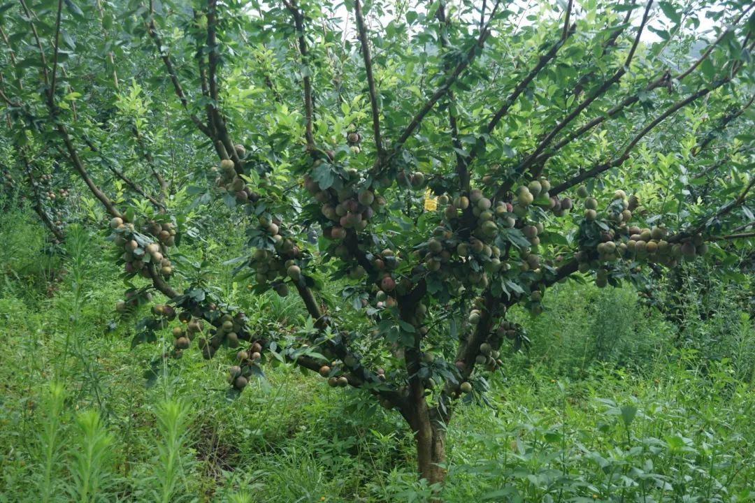 凤凰花推介 | 芙蓉李子载厚情,多方共筑乡村梦_李子树