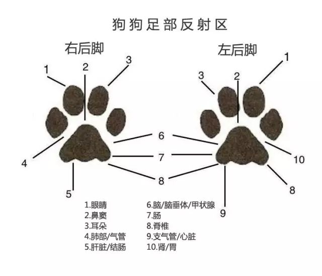 狗爪护理小常识