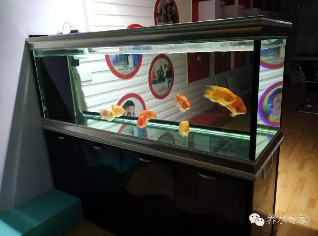 流氓讲解--毛刷在鱼缸过滤里的作用