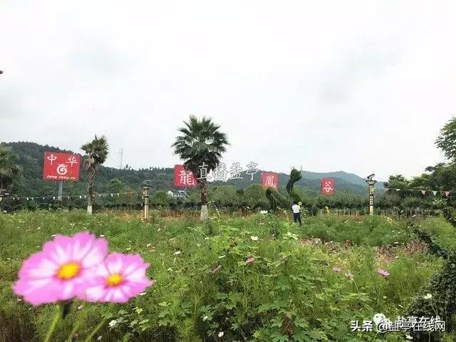 盐亭龙凤谷风光悠然龙凤花开半夏