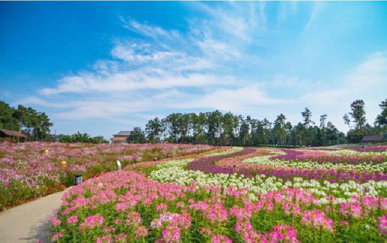 哇云澜湾夏日花海旅游节暨嘉善最大水乐园8月3日盛大来袭快领票