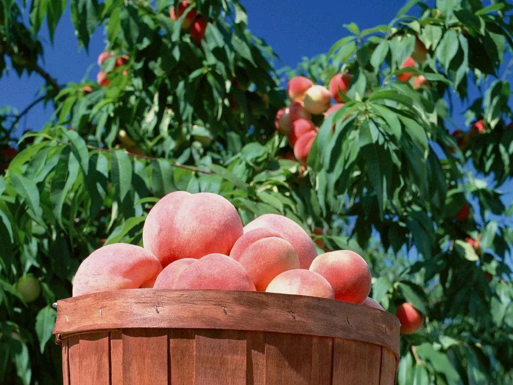 桃树能种在院子里吗 - 花百科
