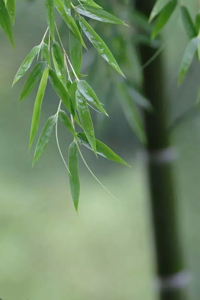 竹林听雨,品人生静好