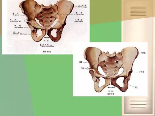 骨盆的功能解剖骨盆关节的骨头结构