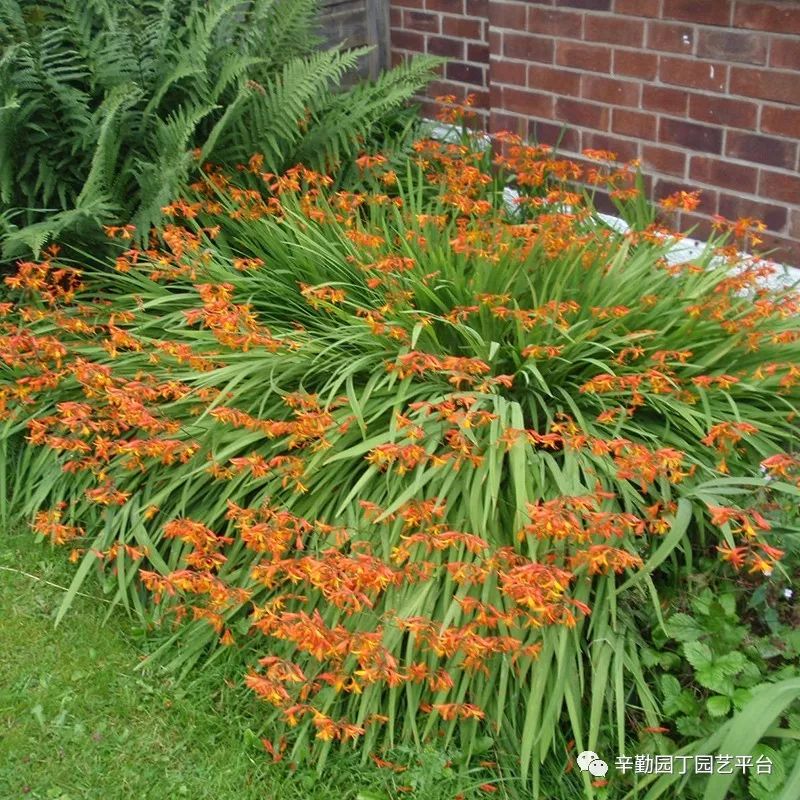 多年生草本火星花种植介绍