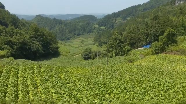 走进茅栗镇草香村,连片的烤烟绿意盎然,长势喜人,烟农李国富正带领