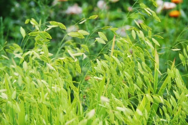 小盼草