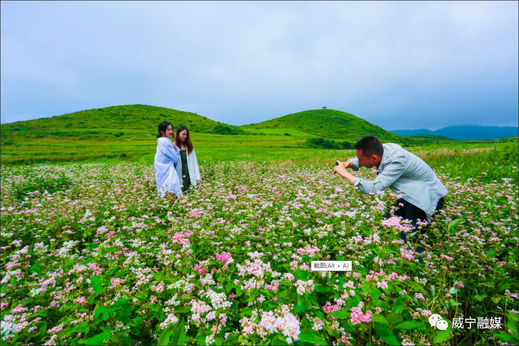 进入7月,位于威宁县板底乡雄英村的"云上花海"3000亩荞麦花如约而至