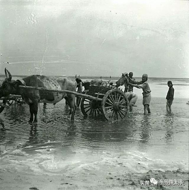 锡盟老照片,1939年锡林郭勒盟额吉淖尔盐湖采盐_运盐