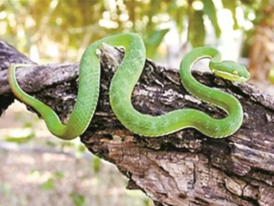 最恐怖的蛇_全球最恐怖的十种蛇,眼镜蛇五步蛇均未入榜