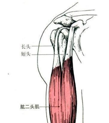 先别着急做弯举了,想让肱二头肌爆涨?你得明白这些! 申搏官网
