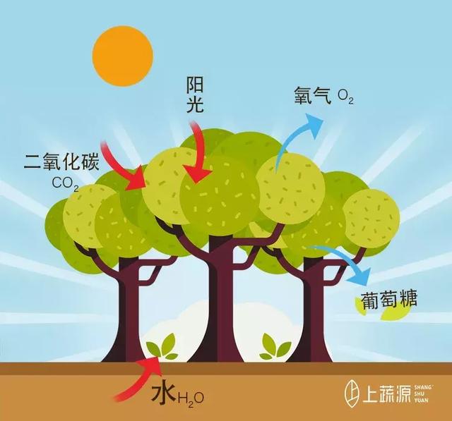 【上蔬源】关于植物那些事,你必须要知道_光合作用