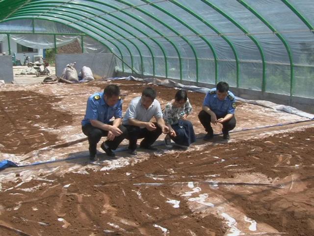 盛夏7月,冠县“店子灵芝”喜迎丰收季